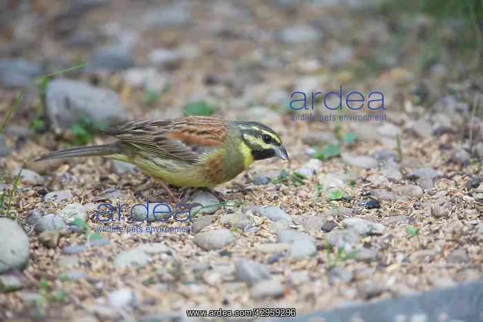 : Cirl Bunting - feeding on seed fallen from an outdoor : Cirl Bunting - feeding on seed fallen from an outdoor
