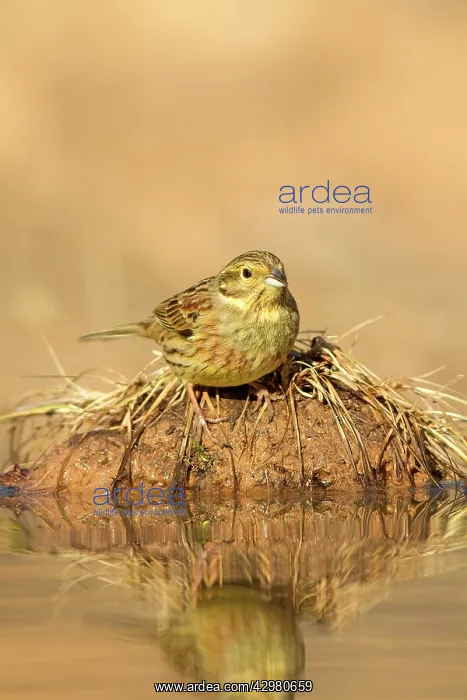 : Cirl Bunting - female at drinking pool : Cirl Bunting - female at drinking pool