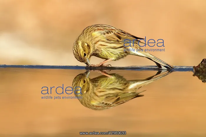 : Cirl Bunting - female drinking at pool : Cirl Bunting - female drinking at pool