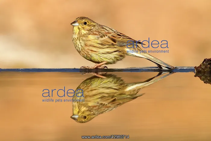 : Cirl Bunting - female at drinking pool : Cirl Bunting - female at drinking pool