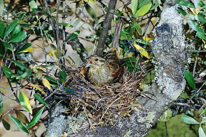 : Cirl BUNTING - female at nest : Cirl BUNTING - female at nest