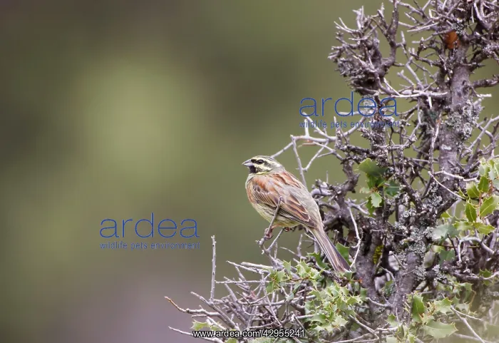 : Cirl Bunting - male : Cirl Bunting - male