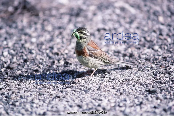 : CIRL BUNTING - male : CIRL BUNTING - male