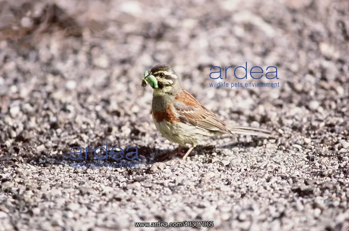 : CIRL BUNTING - male with caterpillar / larvae in beak : CIRL BUNTING - male with caterpillar / larvae in beak