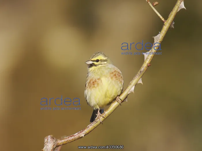 : Cirl Bunting - male Emberiza cirlus Valencia, Spain BI035279 : Cirl Bunting - male Emberiza cirlus Valencia, Spain BI035279