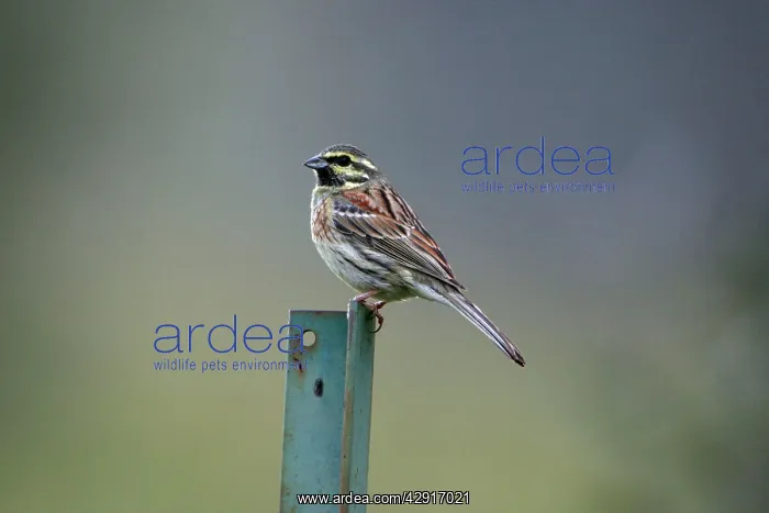 : Cirl Bunting - male on fence post : Cirl Bunting - male on fence post