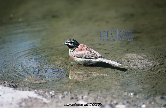 : CIRL BUNTING - male in water : CIRL BUNTING - male in water