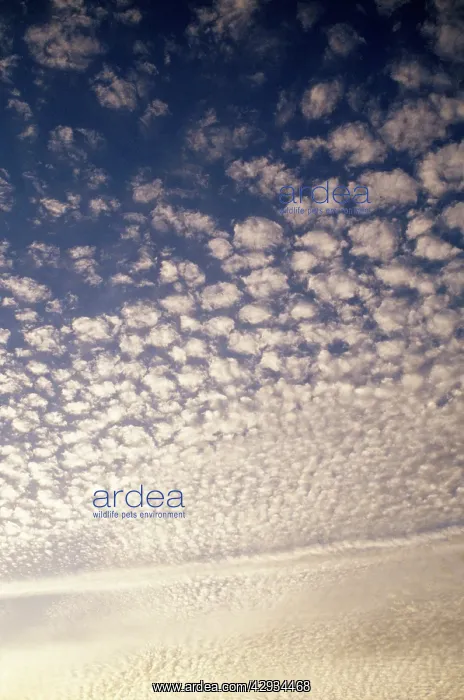  : Cirrocumulus Clouds - mackerel sky