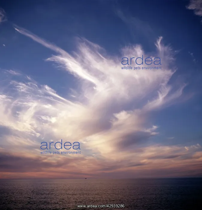 : Cirrostratus Cloud - over calm sea : Cirrostratus Cloud - over calm sea