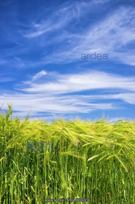 : Cirrus Clouds : Cirrus Clouds