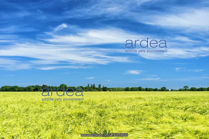  : Cirrus Clouds