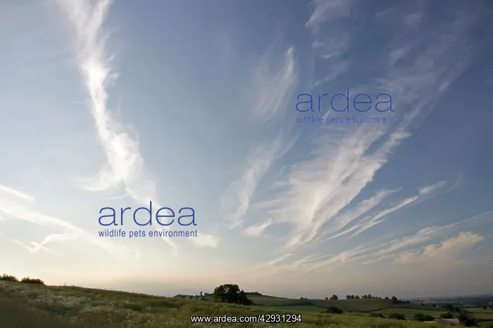 : Cirrus clouds in evening sky Cotswolds UK : Cirrus clouds in evening sky Cotswolds UK