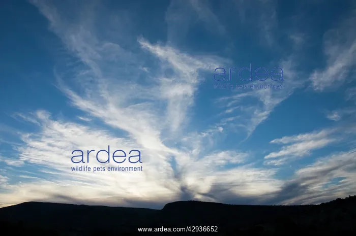 : Cirrus uncinus clouds in evening : Cirrus uncinus clouds in evening
