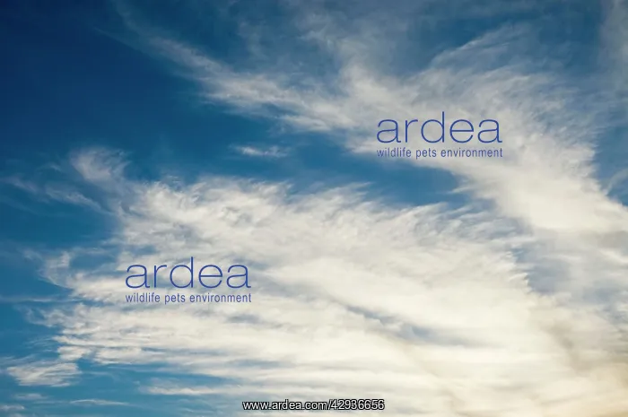 : Cirrus uncinus clouds in evening : Cirrus uncinus clouds in evening