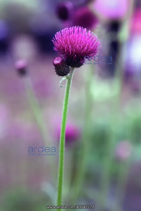 : Cirsium, Cirsium rivulare Atropurpureum : Cirsium, Cirsium rivulare Atropurpureum