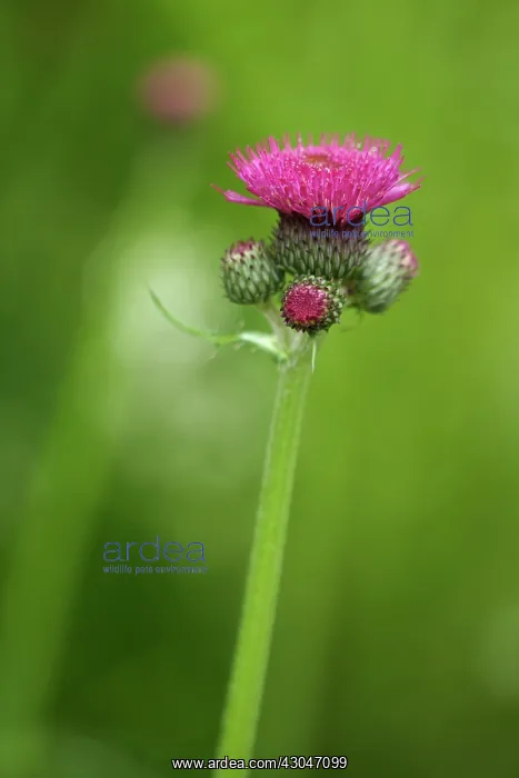 : Cirsium rivulare Atropurpureum. Flower head of crimson : Cirsium rivulare Atropurpureum. Flower head of crimson