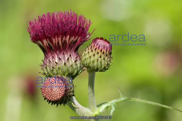: Cirsium, Cirsium rivulare Atropurpureum : Cirsium, Cirsium rivulare Atropurpureum