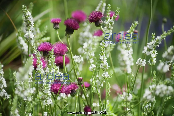 : Cirsium, Plume thistle, Cirsium rivulare Atropurpureum : Cirsium, Plume thistle, Cirsium rivulare Atropurpureum