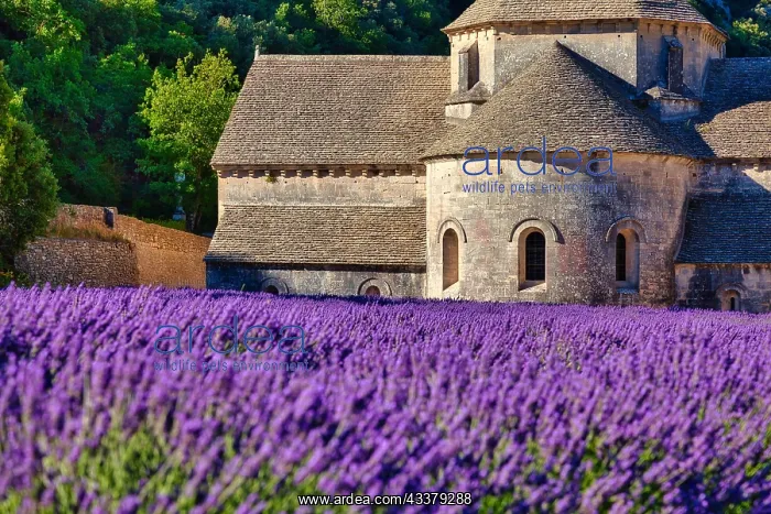 : Cistercian Abbey Abbaye Notre-Dame de Ssnanque : Cistercian Abbey Abbaye Notre-Dame de Ssnanque