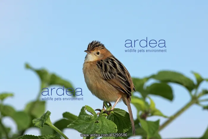 : Cisticola : Cisticola