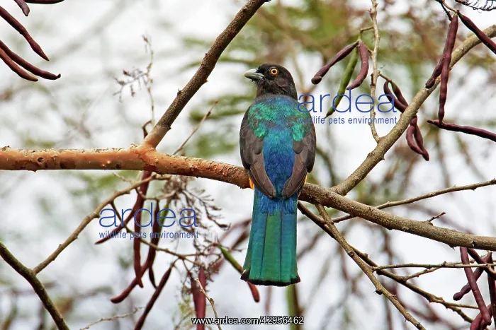 : Citreoline Trogon : Citreoline Trogon