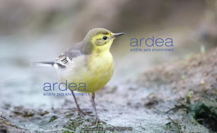 : Citrine Wagtail : Citrine Wagtail