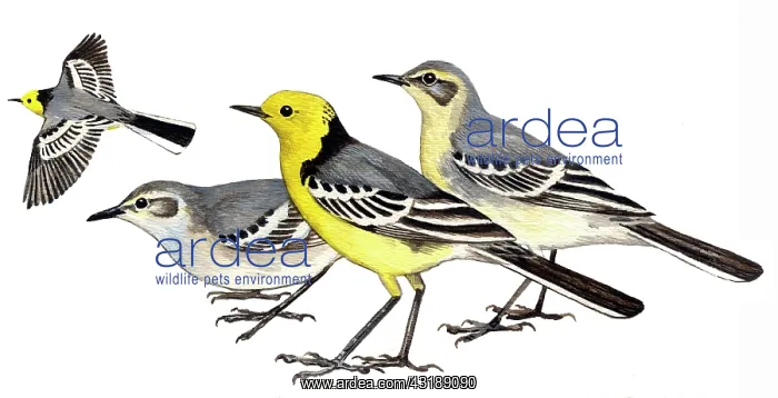 : Citrine Wagtail : Citrine Wagtail