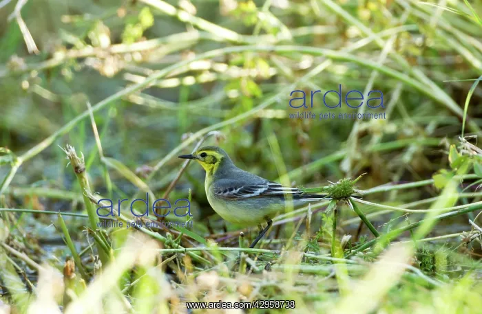 : Citrine Wagtail - female : Citrine Wagtail - female