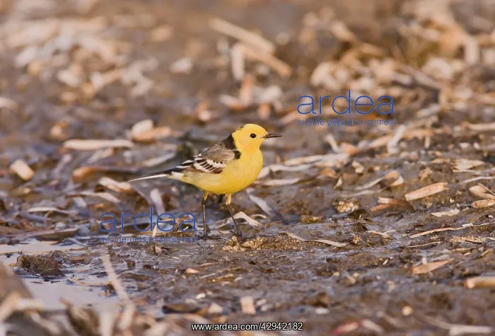 : Citrine wagtail - male -feeding -on migration : Citrine wagtail - male -feeding -on migration
