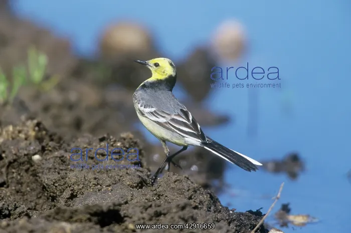 : Citrine Wagtail - male in non-breeding plumageSS : Citrine Wagtail - male in non-breeding plumageSS