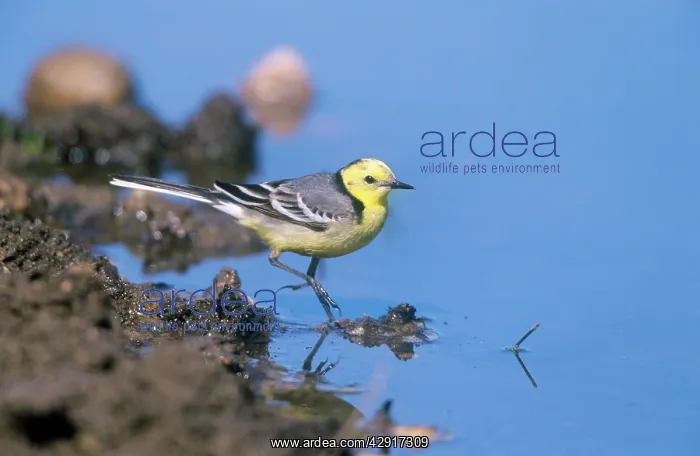 : Citrine Wagtail - wading : Citrine Wagtail - wading