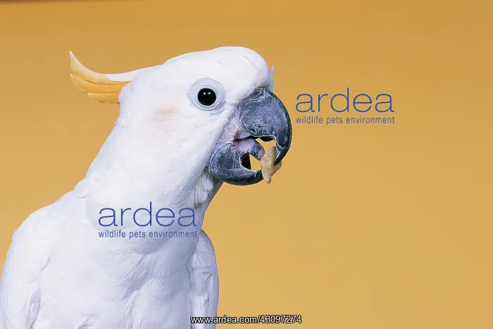 : Citron-crested cockatoo : Citron-crested cockatoo