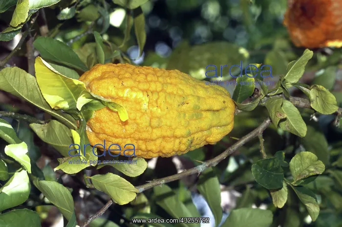: Citron Fruit : Citron Fruit