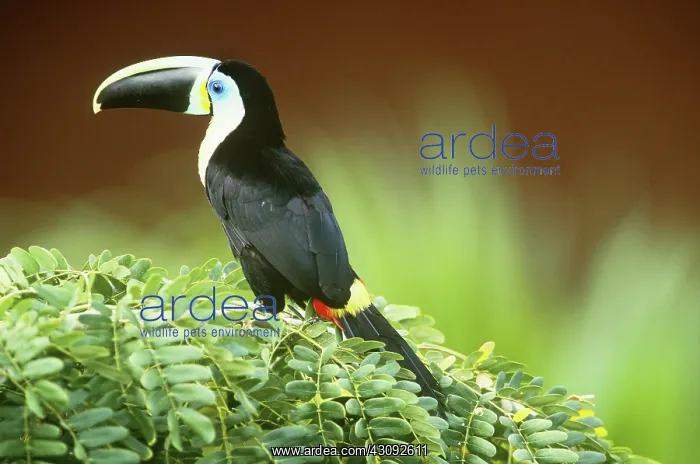 : Citron-throated Toucan : Citron-throated Toucan