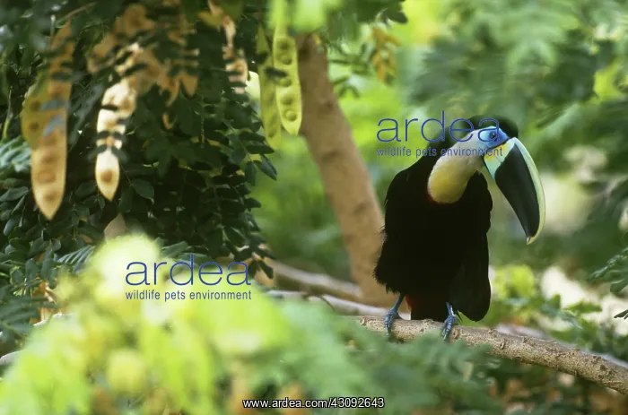 : Citron-throated Toucan : Citron-throated Toucan