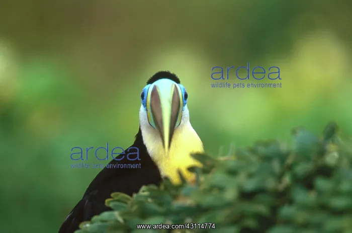 : Citron-Throated Toucan : Citron-Throated Toucan