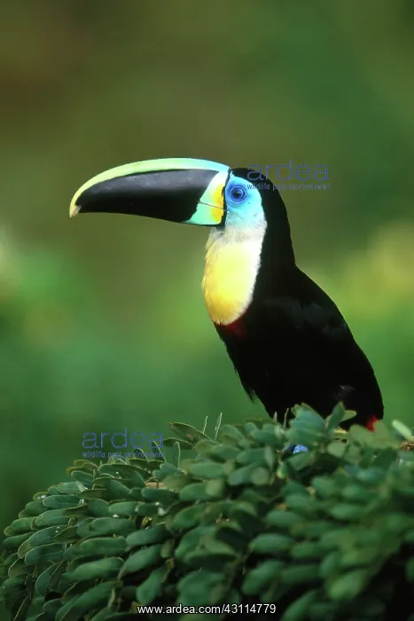 : Citron-Throated Toucan : Citron-Throated Toucan
