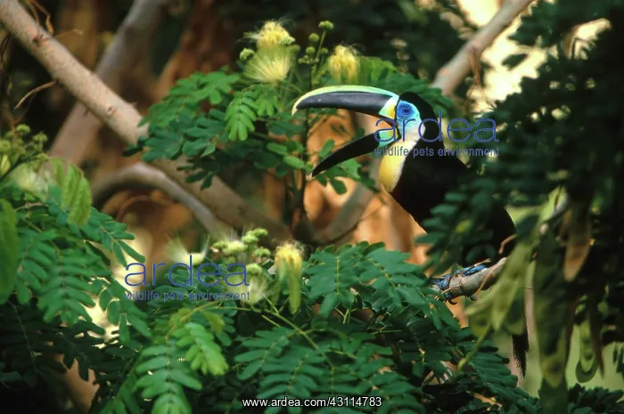 : Citron-Throated Toucan : Citron-Throated Toucan