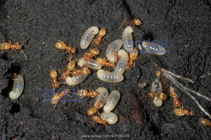: Citronella Ants and Larvae : Citronella Ants and Larvae