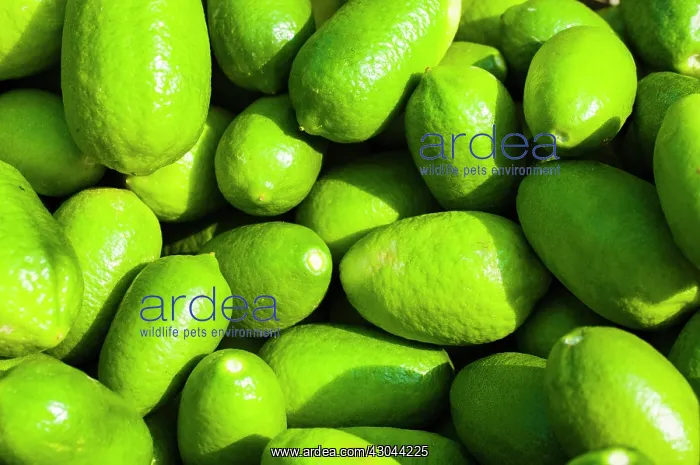 : Citrus fruit. Fresh, bright green citrus lemons : Citrus fruit. Fresh, bright green citrus lemons