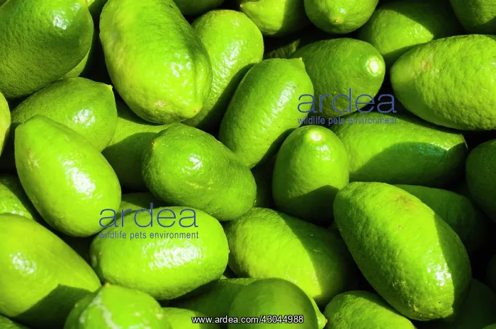 : Citrus fruit. Fresh, bright green citrus lemons : Citrus fruit. Fresh, bright green citrus lemons