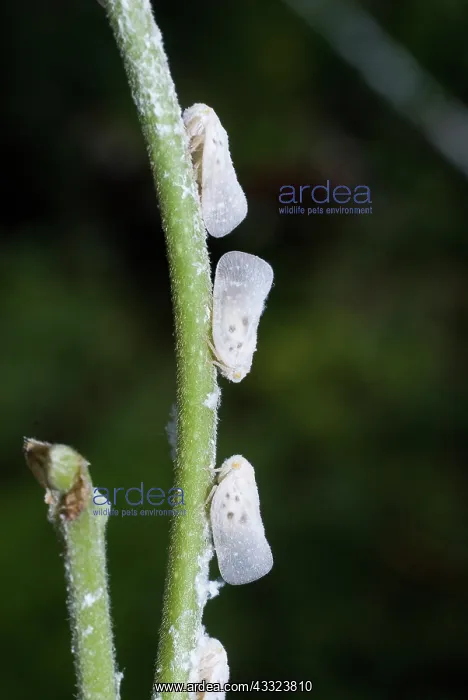 : Citrus flatid planthopper : Citrus flatid planthopper