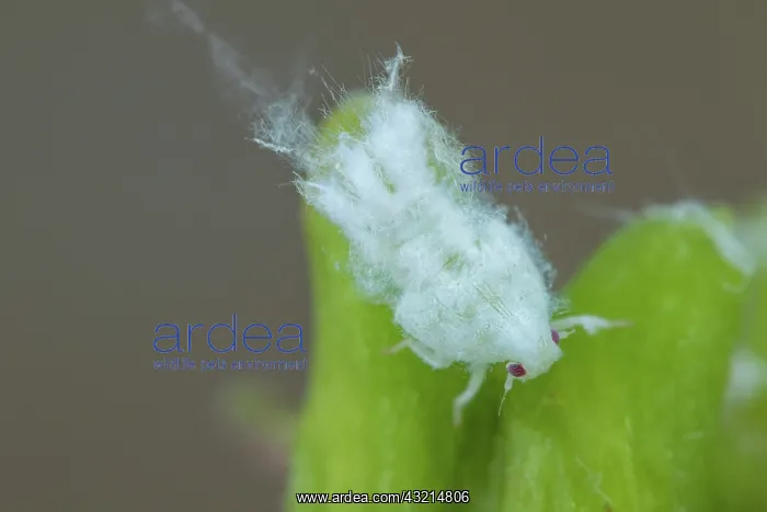 : Citrus Flatid Planthopper (Metcalfa pruinosa), larva : Citrus Flatid Planthopper (Metcalfa pruinosa), larva