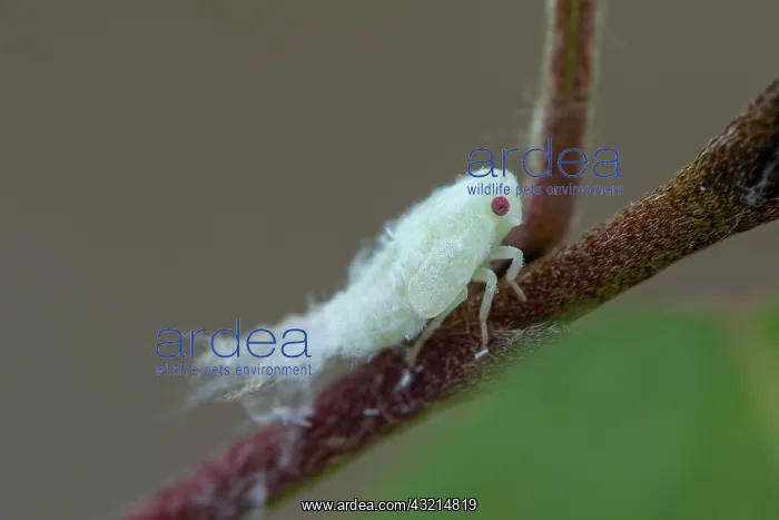: Citrus Flatid Planthopper (Metcalfa pruinosa), larva : Citrus Flatid Planthopper (Metcalfa pruinosa), larva