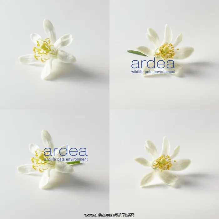 : Citrus flower on white background, four views, two with stal : Citrus flower on white background, four views, two with stal