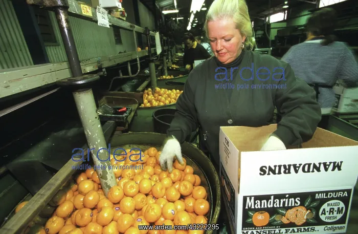 : Citrus grading : Citrus grading