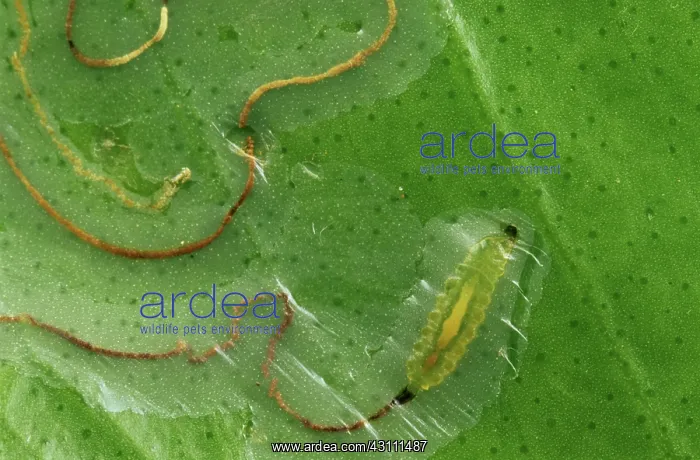 : Citrus leaf miner larva in leaf mine : Citrus leaf miner larva in leaf mine