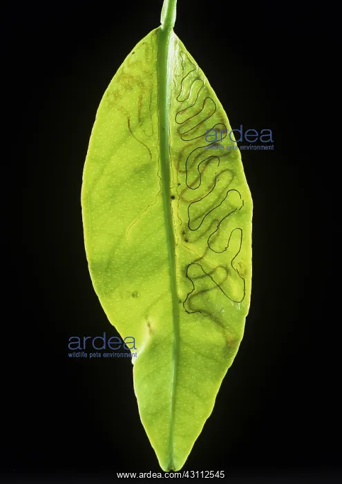 : Citrus leaf miner mines : Citrus leaf miner mines