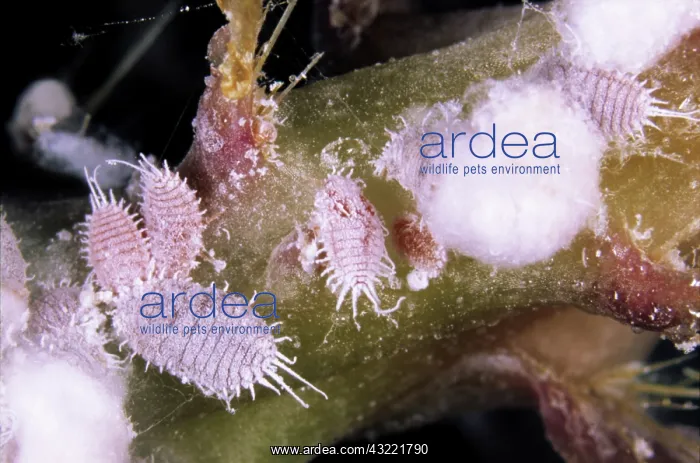 : Citrus mealybugs : Citrus mealybugs