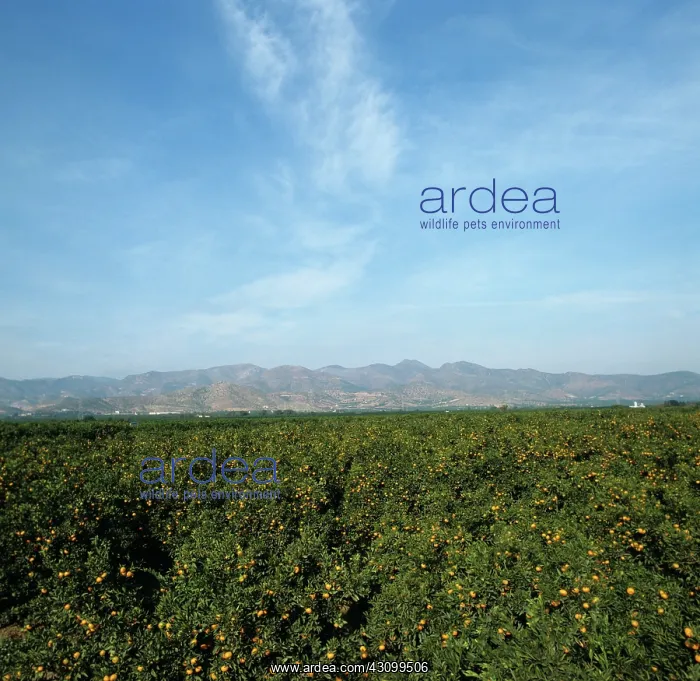 : Citrus orchards : Citrus orchards